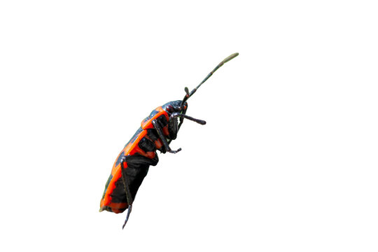 T&eacute;l&eacute;phore fauve (Rhagonycha fulva) accouplement, couple de col&eacute;opt&egrave;res isol&eacute; sur fond noir