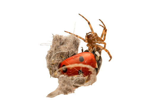 Araign&eacute;e pr&eacute;datrice capturant une coccinelle (Coccinella septempunctata), sc&egrave;ne de pr&eacute;dation isol&eacute;e sur fond noir