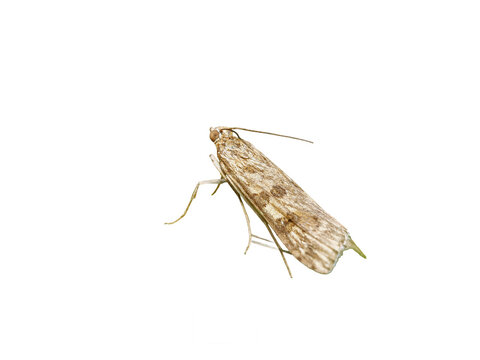 Pyrale des prairies (Nomophila noctuella, Crambidae) en macro isol&eacute;e, papillon de nuit aux ailes repli&eacute;es