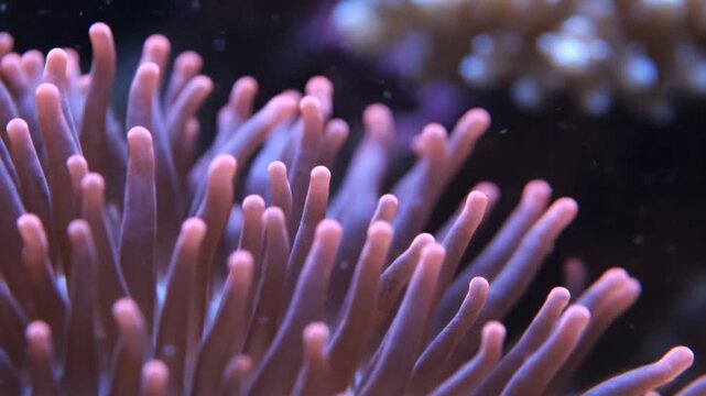 Close up of pink sea anemone tentacles waving in current