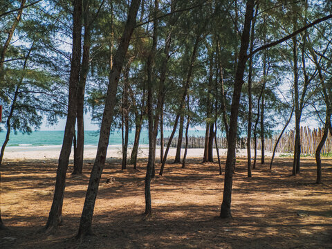 Peaceful forested shoreline offering shade and relaxation by waters