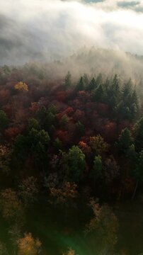Aerial drone footage (vertical format) of flight over beautiful foggy autumnal forest at sunrise
