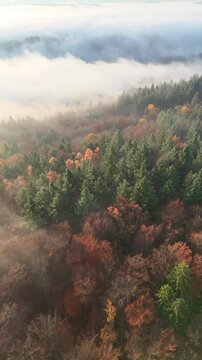 Aerial drone footage (vertical format) of circling over stunning foggy autumnal forest at sunrise
