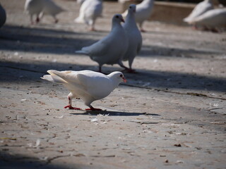 Fototapeta premium pigeon on the ground
