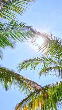 Sunlight through palm leaves with blue sky, tropical calm background. Palm tree leaves gently swaying in sunlight against clear blue sky, calm tropical atmosphere. Perfect for summer, relaxation. 