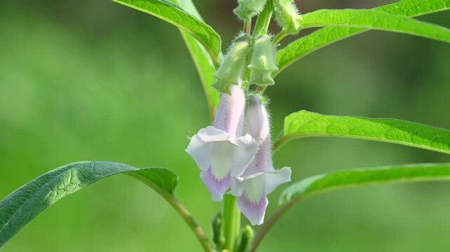 Black Sesame Plant in Garden. Close up of a white color sesamum indicum flower against a bright nature background.