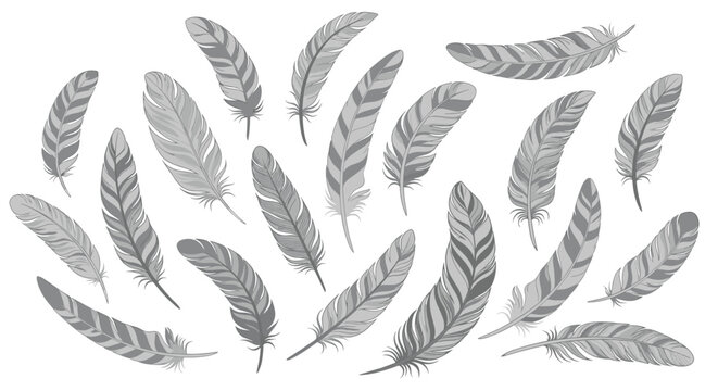 Detailed collection of bird feathers in grayscale showing different shapes sizes and intricate striped patterns.