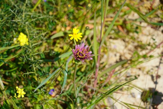 Purple salsify, or Tragopogon porrifolius flower in Attica, Greece