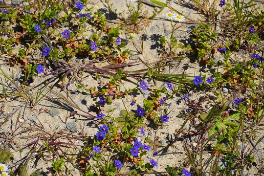 Blue pimpernel, or Lysimachia arvensis flowers, in Attica, Greece
