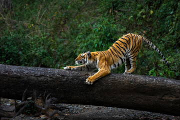 Tigress on tree trunk © Anindya
