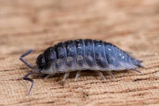 Close-up of Oniscus asellus Woodlouse, Pill Bug on Wooden Surface Illustrates Nature's Hidden Wonders and Intricate Details
