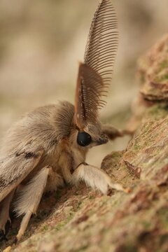 Closeup on a pale colored Gypsy moth, Lymantria dispar sitting on wood looking like a bat with it's antennae