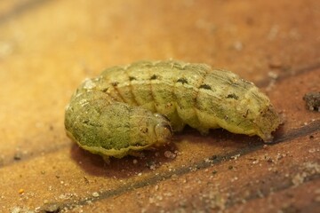 Closeup on a light green caterpillar of the Large yellow underwing moth, Noctua pronuba on wood © Henk