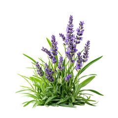 Obraz premium Purple lavender flowers blooming fresh green leaves isolated white background