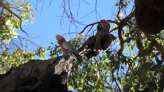 Two Pink Gray Galah Looking Up