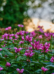 Fototapeta premium Closeup, flower and leaves blossom in nature for pollination, ecology and horticulture. Bokeh, rose turtlehead and blooming season with wildflower, flowering and botanical plants in natural habitat