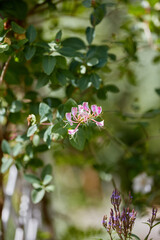 Fototapeta premium Plants, honeysuckle and growth in spring, flower and environment for botany with green leaves. Floral, pink petals and nature with sustainability, texture and bloom outdoor in garden on background