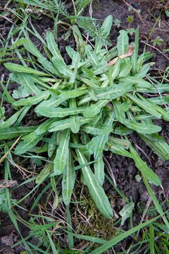Vibrant green wild plant with lance-shaped leaves flourish in natural garden soil, a botanical close-up view