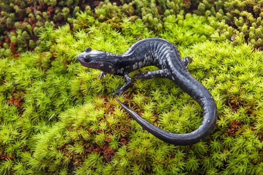 South Carolina Slimy Salamander on bed of green moss