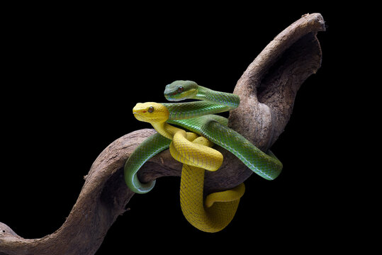 two White-lipped Pit Vipers coiled together on a tree branch