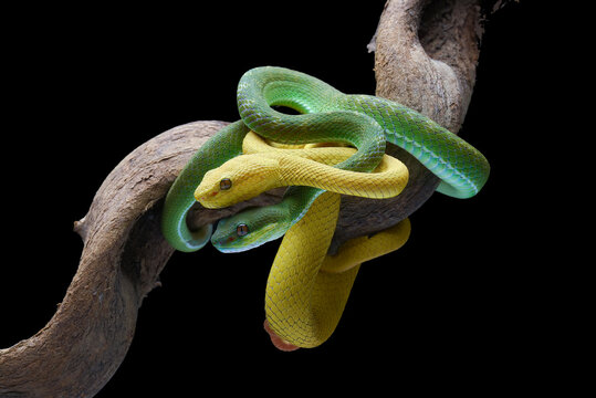 two White-lipped Pit Vipers coiled together on a tree branch