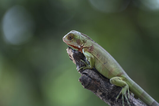Iguana on a tree branch