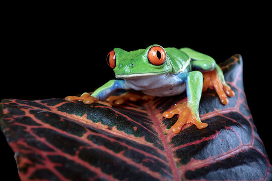 Red eyed tree frog on a tree log
