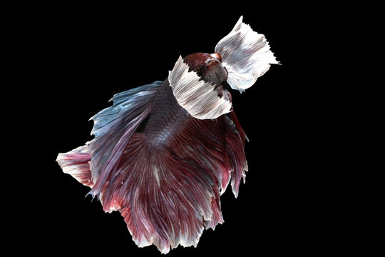Siamese fighting fish on black background