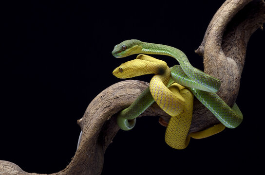 two White-lipped Pit Vipers coiled together on a tree branch