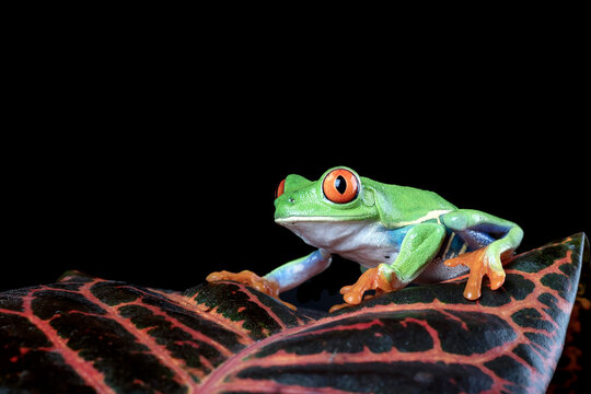 Red eyed tree frog on a tree log