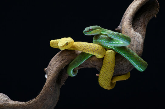Two White-lipped Pit Vipers,coiled together on a tree branch