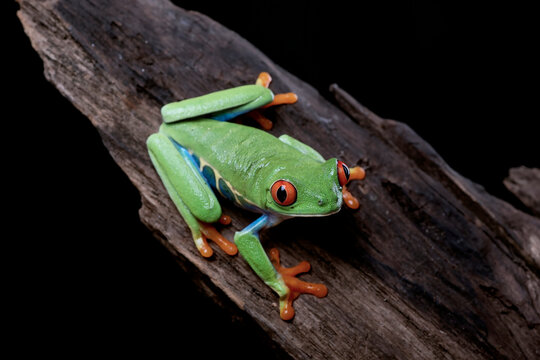 Red eyed tree frog on a tree log