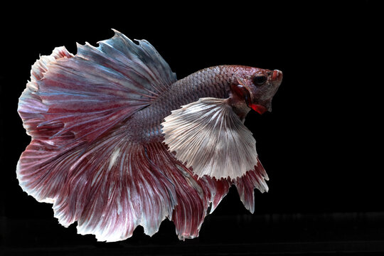 Siamese fighting fish on black background