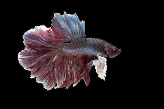 Siamese fighting fish on black background