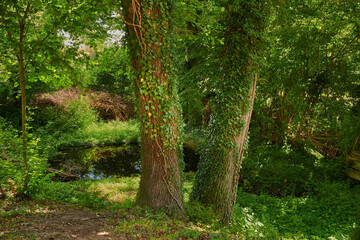 Fototapeta premium Botanical, development or tree branch at lake for sustainability, woodland or trunk structure in ecology. Nature, river or plants with growth, conservation or wilderness greenery in rural environment