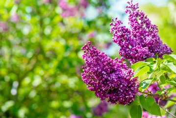 Obraz premium Pink lilac blooms in the Botanical garden 