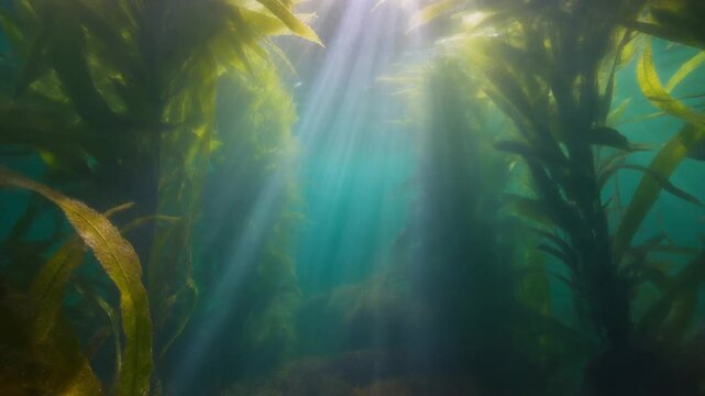 Sunbeams piercing through a lush underwater kelp forest
