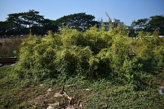 Cuscuta (Dodder / Amarbel) &ndash; Parasitic Vine Plant in Nature. Cuscuta, commonly known as dodder or amarbel, is a leafless parasitic vine that twines around host plants to absorb nutrients. 