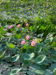 Fototapeta premium Lotus Flowers Blooming on Vietnam Pond Farm Morning