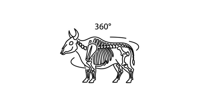 360 Degree View of a Cow Skeleton, Anatomical Illustration