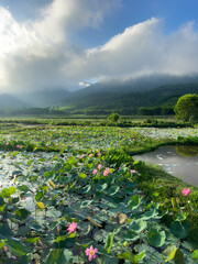 Lotus Pond at Sunrise Tra Ly Duy Xuyen Vietnam