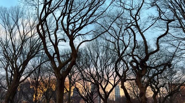 Intricate bare tree branches against colorful sunset sky backdrop. A dense pattern of leafless tree branches silhouetted against an orange and blue sunset sky in New York City.