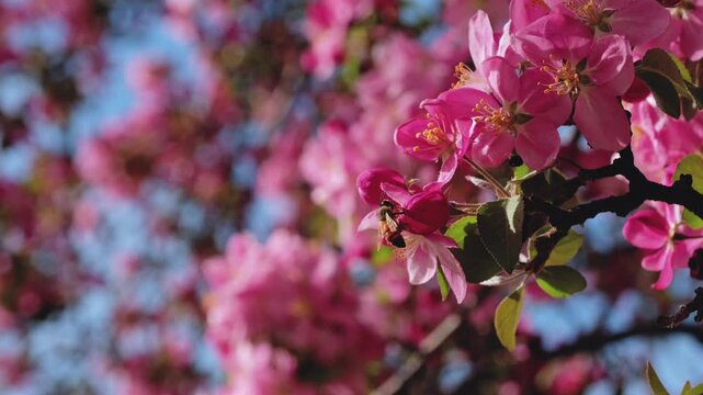 Vibrant pink spring blooms and a single honey bee are captured in slow motion. This shot highlights the fresh seasonal colors and the delicate interaction between the pollinator and the flower.