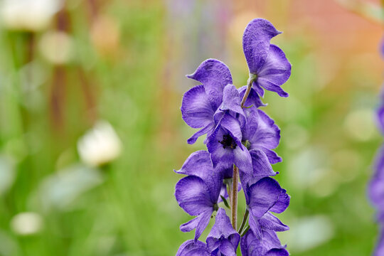 Garden, flowers and monkshood in nature, growth and medicinal plant in environment with space. Floral, petals and leaves with blue rocket, summer and bloom with herbal aconitum on green background