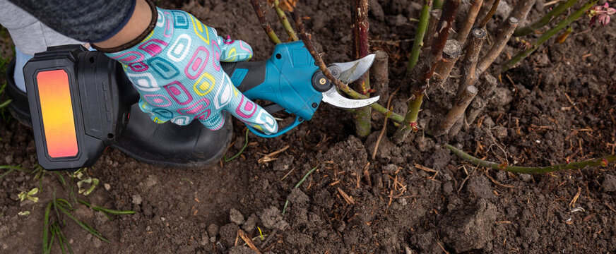 Pruning rose bushes with professional cordless electric battery secateurs