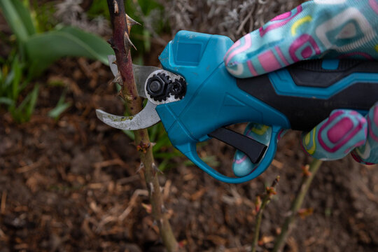 Pruning rose bushes with professional cordless electric battery secateurs