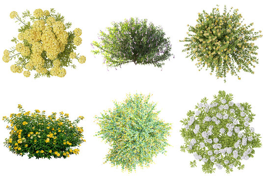Six diverse flowering shrubs and bushes, viewed from above, showcasing vibrant natural greens and colorful blossoms.