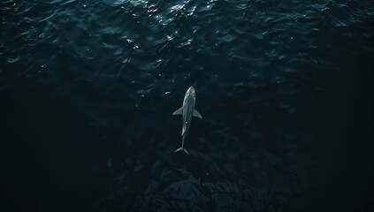 Naklejka premium Shark swimming beneath ocean surface with light reflections and deep tones creating atmospheric marine environment and sense of vastness