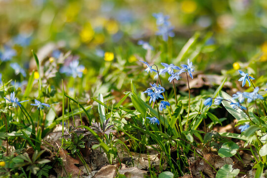 Delicate blue Siberian squill flowers blooming among grass and fallen leaves in a sunlit meadow