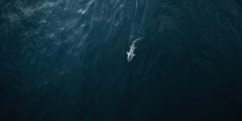 Obraz premium Aerial view of small boat and lone shark in vast ocean with textured deep blue water creating strong scale contrast and cinematic marine environment